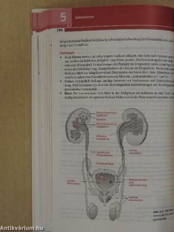 Klinikleitfaden Urologie