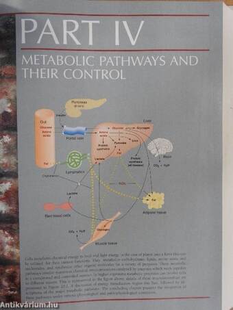 Textbook of Biochemistry with Clinical Correlations