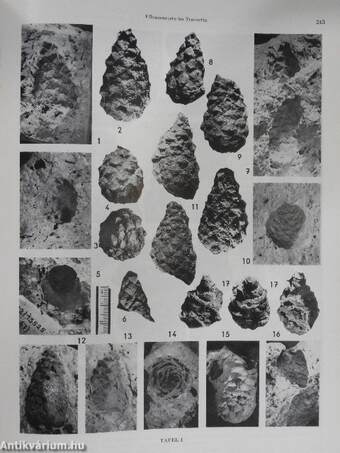 Quartärpaläontologie 5/1984.