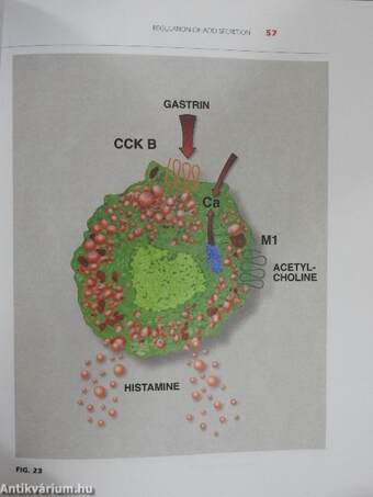 ACID-Related Disorders