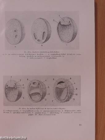 Az ember fejlődése és szövettana 1-2.