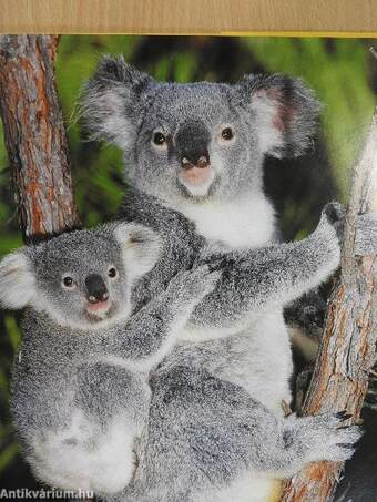 Australia's spectacular Wildlife