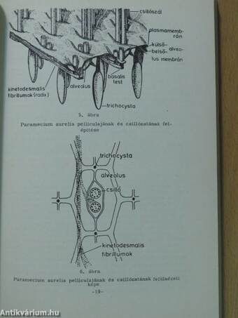 Összehasonlító anatómia (Boncolási gyakorlatok) I.