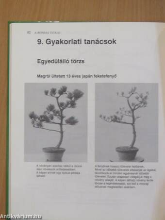 A bonsai titkai