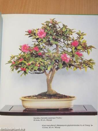 A bonsai titkai