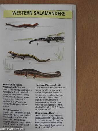 An instant guide to reptiles & amphibians