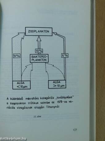 A Balatonkutatás újabb eredményei II.