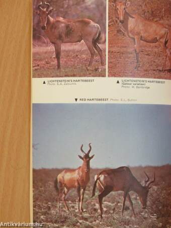 A field guide to the Antelope of Southern Africa