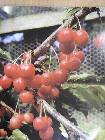 Bob Flowerdew's Complete Book of Companion Gardening