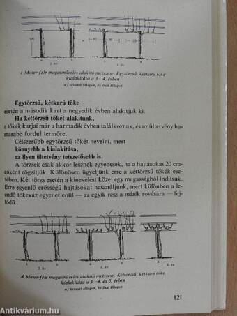 Tavasztól tavaszig a szőlőben