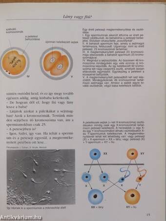 A férfi és a nő 2.