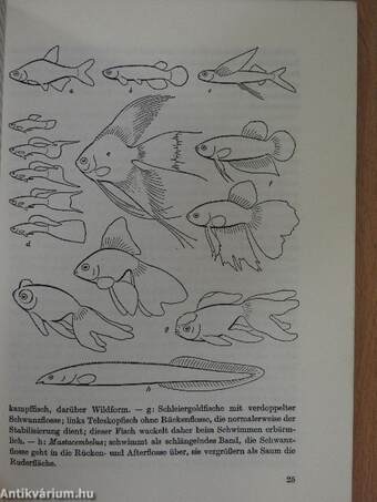 Das Züchten von Aquarienfischen