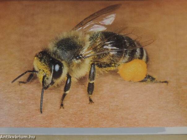 Bienen helfen...