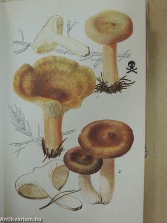 A colour guide to familiar Mushrooms and Fungi