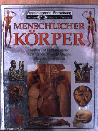 Menschlicher Körper