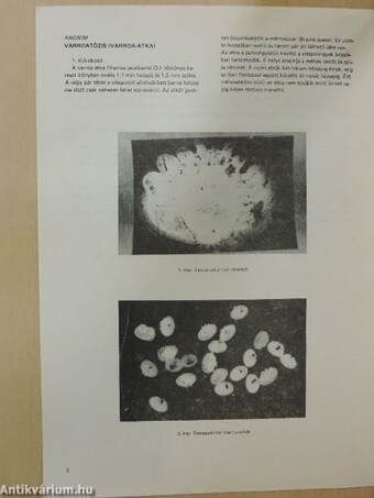 A Hungaronektár tájékoztatója - A Varroa-atkáról