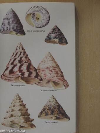 The Country Life Guide to Shells of the World