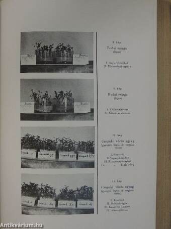 A M. Kir. Szőlő és Borgazdasági Központi Kisérleti Állomás (Ampelologiai Intézet) Évkönyve 1926-1935.