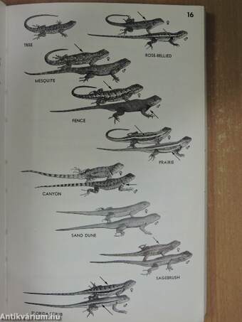 A Field Guide to Reptiles and Amphibians of Eastern and Central North America