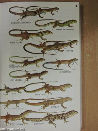 A Field Guide to Reptiles and Amphibians of Eastern and Central North America