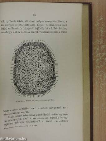 Népszerű természettudományi előadások gyüjteménye III/16-25.