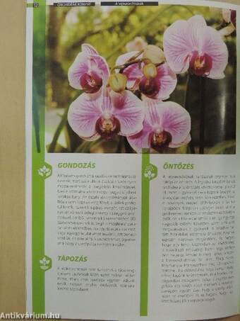 Orchideák kiskönyve