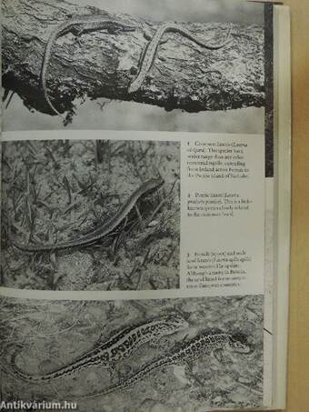 The reptiles of northern and Central Europe