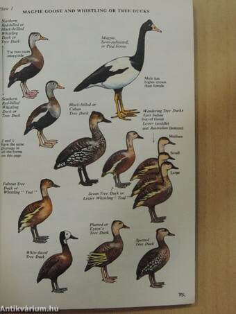 A Coloured Key to the Wildfowl of the World