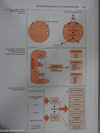 Az immunológia élettani és molekuláris alapjai