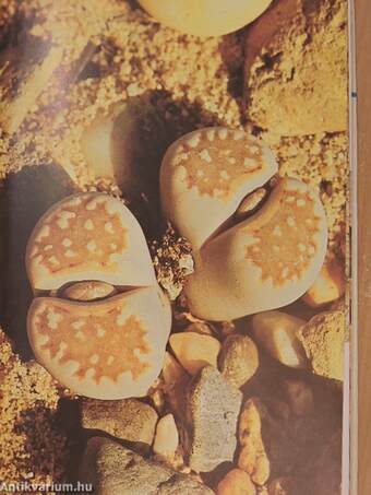 Lithops- lebende Steine