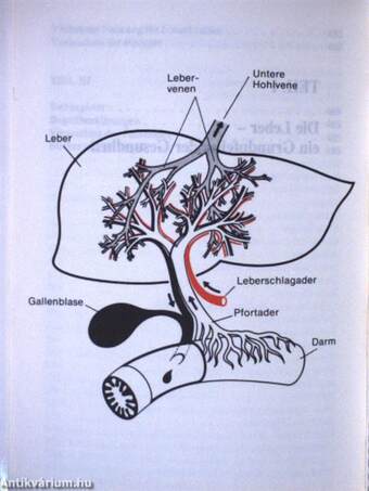 Die Leber als Regulator der Gesundheit