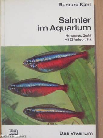 Salmler im Aquarium