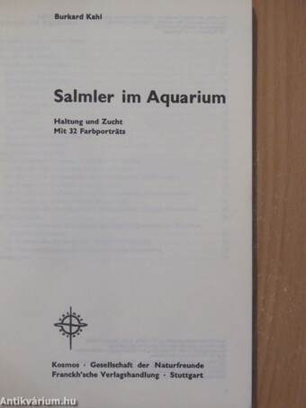 Salmler im Aquarium