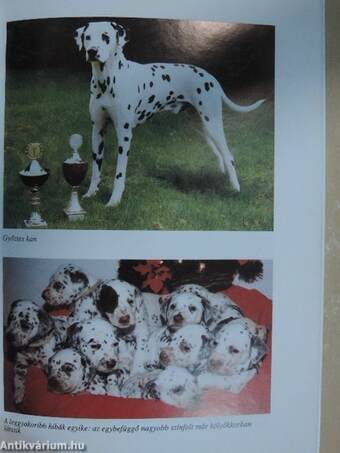 A dalmata