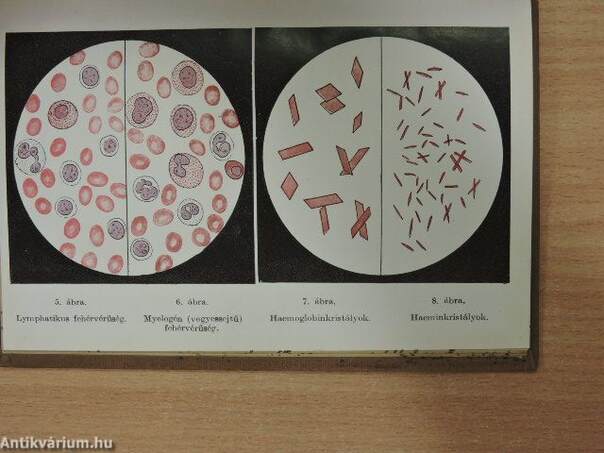 A vér egészségtana ép és beteg állapotban