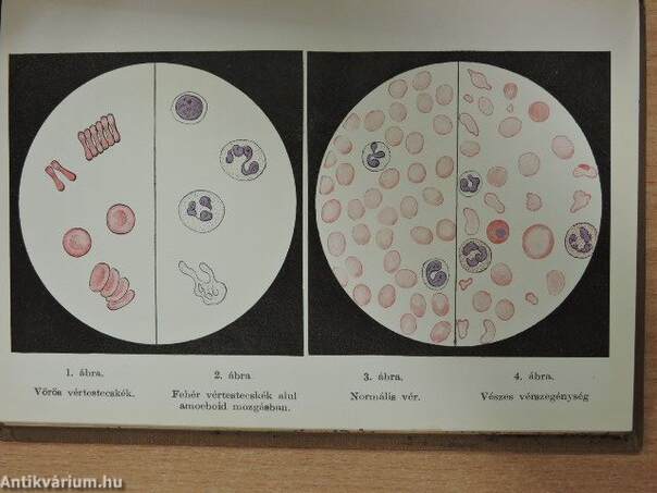 A vér egészségtana ép és beteg állapotban