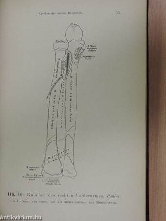 Die Descriptive und Topographische Anatomie des Menschen I.