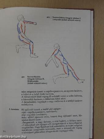 A sportmozgások anatómiai alapjai I.