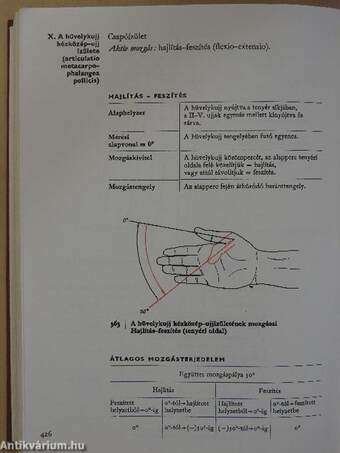 A sportmozgások anatómiai alapjai I.