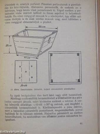 Citromfélék szobai termesztése