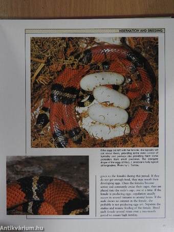 Kingsnakes and milk snakes