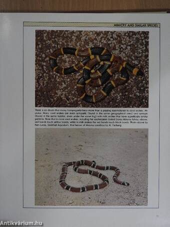 Kingsnakes and milk snakes