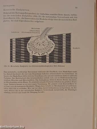 Systematische und funktionelle Anatomie des Menschen