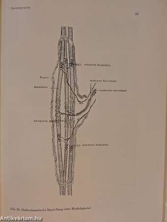 Systematische und funktionelle Anatomie des Menschen