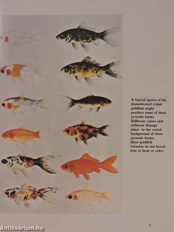 Goldfish Guide