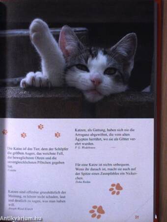 Ein Lesebuch für Katzenfreunde