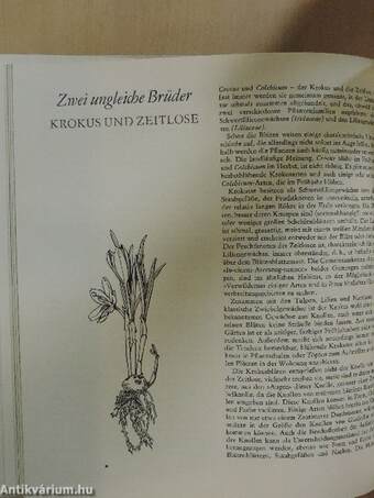 Blüten aus Zwiebeln und Knollen