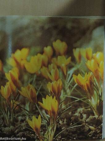 Blüten aus Zwiebeln und Knollen