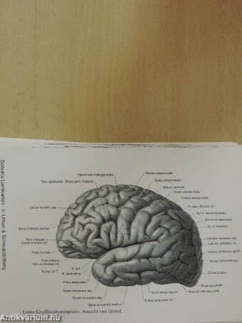 Sobotta - Spielend durch die Anatomie 3