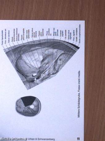 Sobotta - Spielend durch die Anatomie